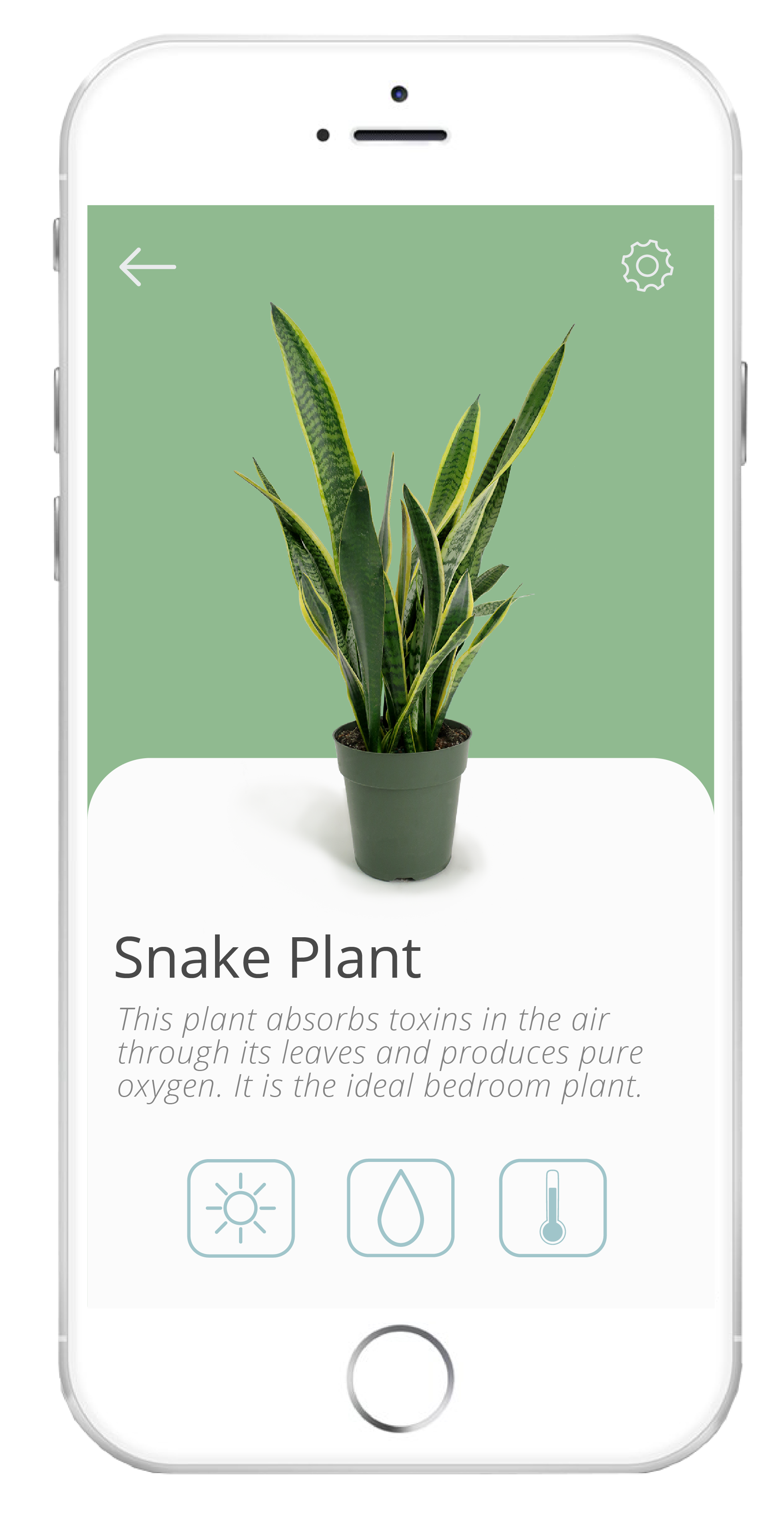 house plant