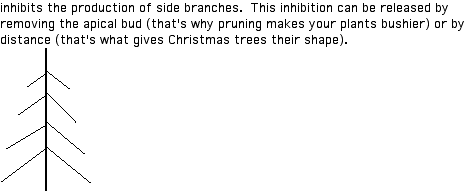 IMAGE imgs/220C_32Lecture01.gif