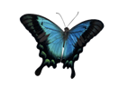 butterfly-blue