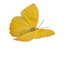 butterfly-yellow